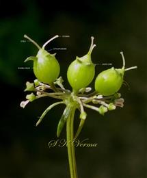  Fruits